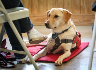 New study of dog’s ability to sniff low diabetes levels could lead to better tests New study of dog's ability to sniff low diabetes levels could lead to better tests