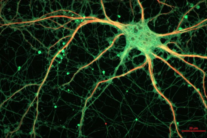 Artificial neurons taught human language for the first time