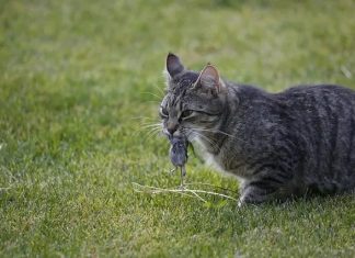 Did your cat bring you a parasite for a present? Did your cat bring you a parasite for a present?