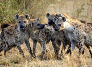 Experts prove animals are better leaders than humans Experts prove animals are better leaders than humans