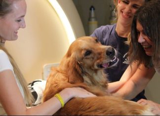 Neurobiological basis discovered for human relationships with dogs Neurobiological basis discovered for human relationships with dogs