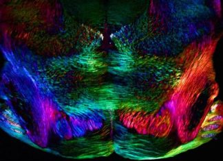 Scientists prove age-related memory decline is reversible Scientists prove age-related memory decline is reversible