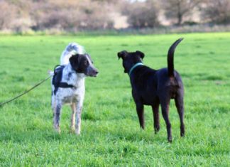 Tail wagging shows dogs have asymmetrically organized brains Tail wagging shows dogs have asymmetrically organized brains
