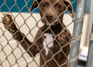 ASPCA estimates that 35% of pets who enter animal shelters are euthanized ASPCA estimates that 35% of pets who enter animal shelters are euthanized