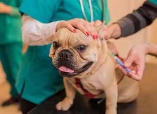 Dog flu shots: Should you protect your dog from the flu? Dog flu shots: Should you protect your dog from the flu?
