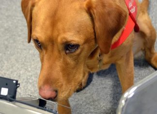 Dogs can detect chemicals linked to prostate cancer Dogs can detect chemicals linked to prostate cancer