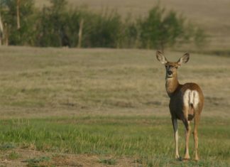 First vaccine against prion disease proven successful in animals First vaccine against prion disease proven successful in animals