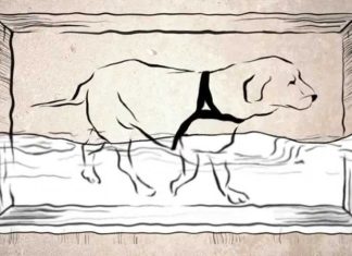 Harness Designed to Help Dogs with Hip Dysplasia Harness Designed to Help Dogs with Hip Dysplasia