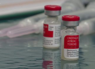 Protect Your Furry Friend: Rattlesnake Vaccine for Dogs Now Available Protect Your Furry Friend: Rattlesnake Vaccine for Dogs Now Available