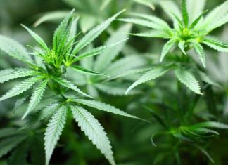 Research shows oxytocin produces marijuana-like reaction in the brain Research shows oxytocin produces marijuana-like reaction in the brain