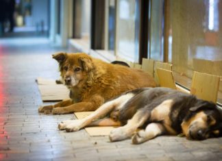 You can fight for animal rights by helping pass laws to fight animal cruelty You can fight for animal rights by helping pass laws to fight animal cruelty