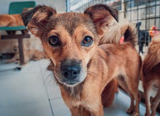 Choosing the Right Dog Breed: Factors to Consider and Deciding Whether to Adopt or Buy Choosing the Right Dog Breed: Factors to Consider and Deciding Whether to Adopt or Buy