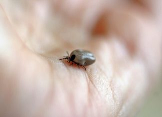 Ticks which carry Lyme disease are spreading Ticks which carry Lyme disease are spreading