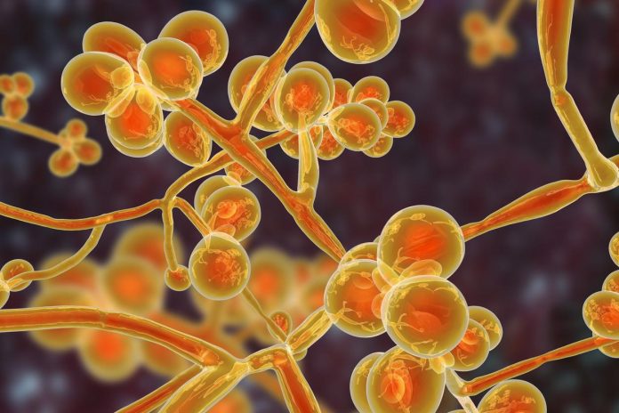How Candida auris is Contracted: Understanding the Modes of Transmission