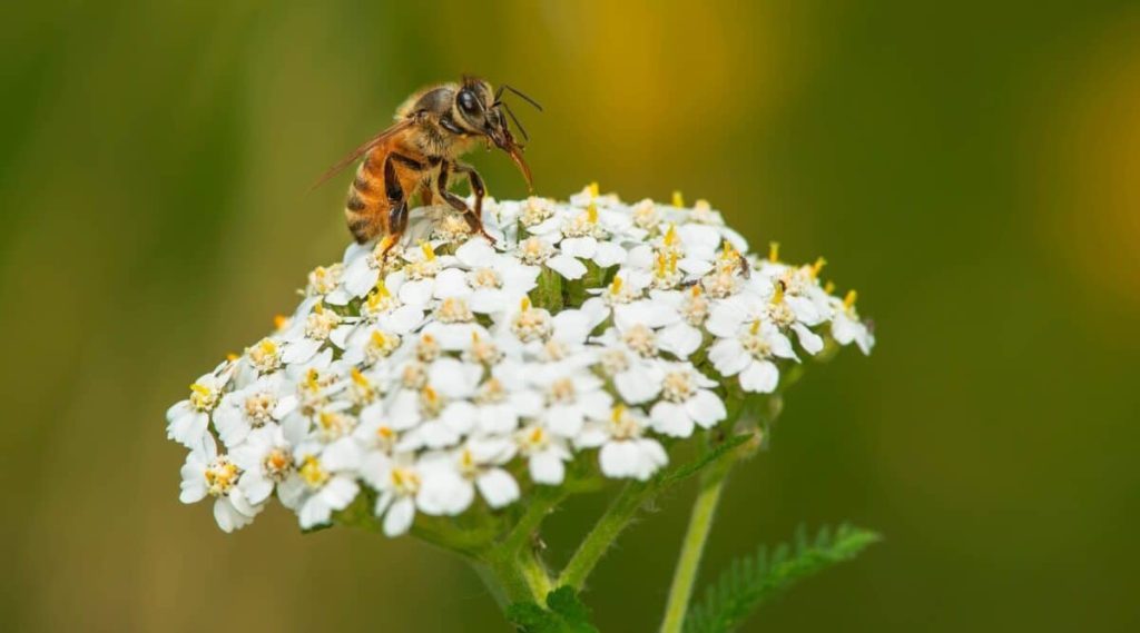 Plant herbs for honeybees and other beneifical insects Star Mag