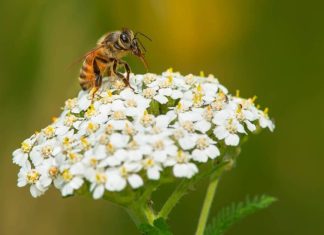 Plant herbs for honeybees and other beneifical insects Plant herbs for honeybees and other beneifical insects