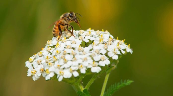 Plant herbs for honeybees and other beneifical insects