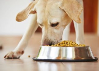 Save on Your Pet’s Health: Hill’s Prescription Dog Food Coupon Guide Save on Your Pet's Health: Hill's Prescription Dog Food Coupon Guide