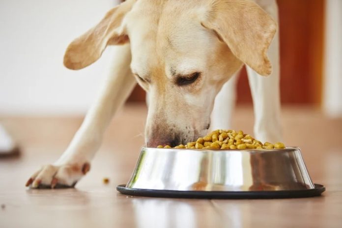 Save on Your Pet's Health: Hill's Prescription Dog Food Coupon Guide