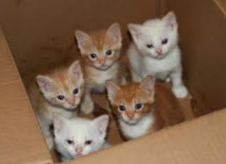 Keep your family healthy by cleaning the litter box Keep your family healthy by cleaning the litter box