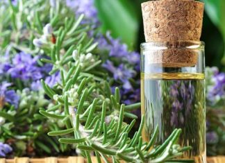 Rosemary essential oil can improve your brain health Rosemary essential oil can improve your brain health