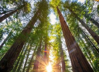 Organize the world’s tallest trees into a table by habitat Organize the world's tallest trees into a table by habitat