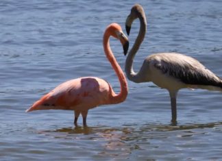 A Flamingo in the Arctic: Crafting a Surreal Yet Realistic Image Create a realistic image of a flamingo standing in the arctic ocean