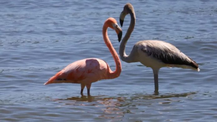 Create a realistic image of a flamingo standing in the arctic ocean