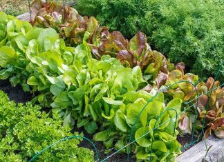 Growing Green: A Comprehensive Plan for Creating a Vegetable Garden Help me create a plan for a vegetable garden
