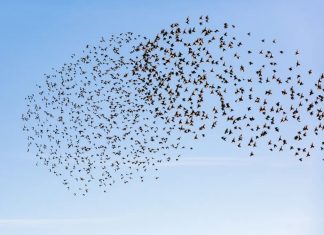 What are common flight patterns of birds and why do they do it What are common flight patterns of birds and why do they do it