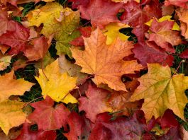 Why do some plants change color with the seasons