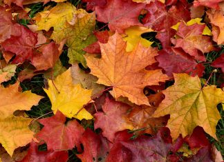 Why do some plants change color with the seasons Why do some plants change color with the seasons