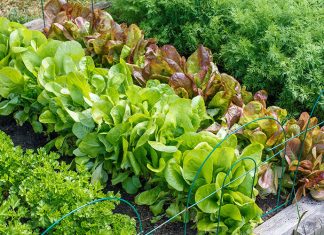 Help me create a plan for a vegetable garden Help me create a plan for a vegetable garden