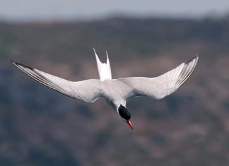 What are common flight patterns of birds and why do they do it What are common flight patterns of birds and why do they do it