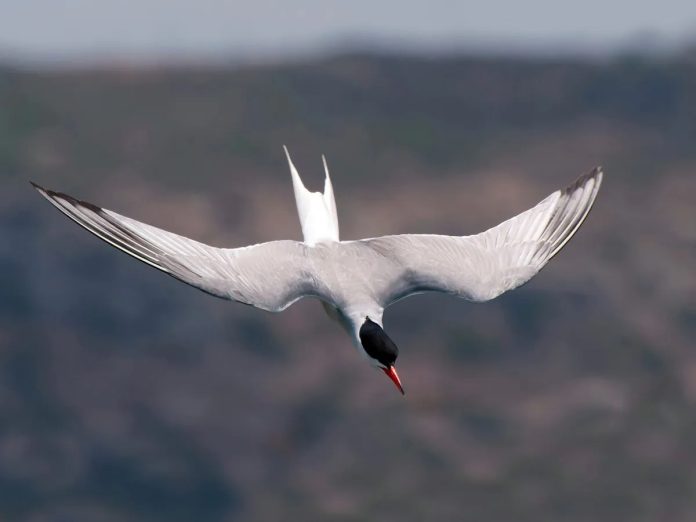 What are common flight patterns of birds and why do they do it