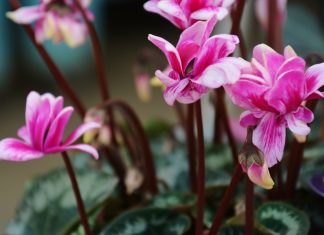 Could you recommend some gorgeous indoor plants that bloom during winter? Could you recommend some gorgeous indoor plants that bloom during winter?
