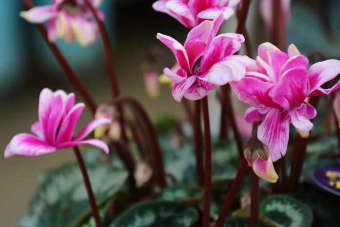 Could you recommend some gorgeous indoor plants that bloom during winter?