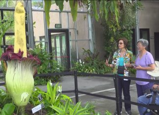 The Fascinating Corpse Flower Bloom in Brooklyn: What’s Behind Its Pungent Odor and Rare Blooms I heard a rare corpse flower is blooming in Brooklyn, and it's known for its pungent odor