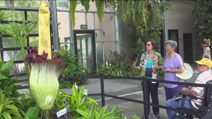 I heard a rare corpse flower is blooming in Brooklyn, and it's known for its pungent odor