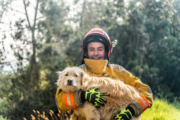 I'd like to help animals and their owners affected by the wildfires in LA