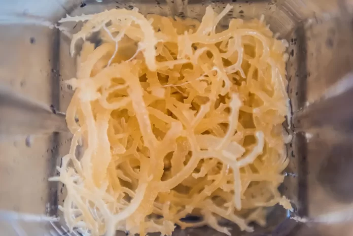 Why are sea moss gummies becoming so popular now? What is the research behind the trend?