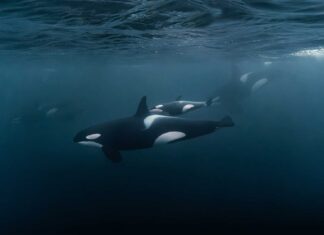 Best Places to See Orcas in the Wild: A Global Journey to Witness Nature’s Apex Predator Best Places to See Orcas in the Wild
