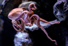 How Smart Is an Octopus? Rethinking Intelligence in the Deep Sea How Smart Is an Octopus? Rethinking Intelligence in the Deep Sea