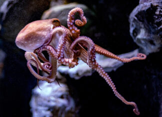 How Smart Is an Octopus? Rethinking Intelligence in the Deep Sea How Smart Is an Octopus? Rethinking Intelligence in the Deep Sea