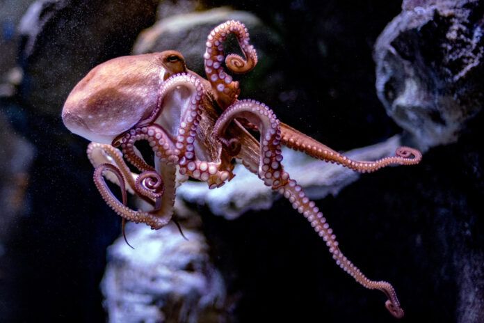 How Smart Is an Octopus? Rethinking Intelligence in the Deep Sea