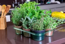 How to Create a DIY Indoor Herb Garden: A Practical Guide for Urban Spaces How to create a DIY indoor Herb Garden