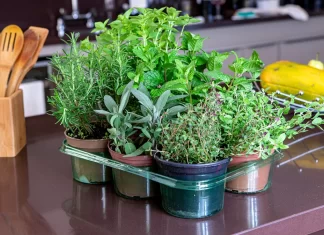 How to Create a DIY Indoor Herb Garden: A Practical Guide for Urban Spaces How to create a DIY indoor Herb Garden