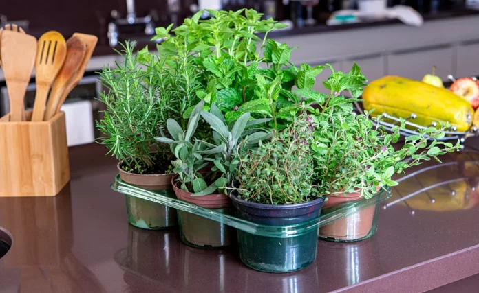 How to create a DIY indoor Herb Garden