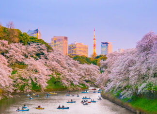 Unique Cherry Blossom Festivals in Japan: Off-the-Beaten-Path Hanami Experiences Unique Cherry Blossom Festivals in Japan