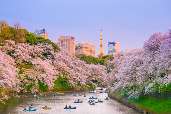 Unique Cherry Blossom Festivals in Japan